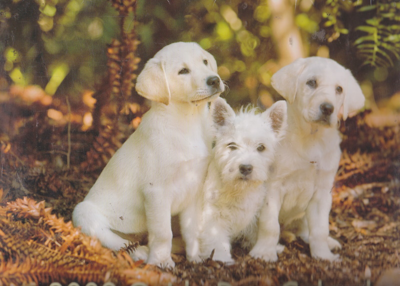 Click to see other cover